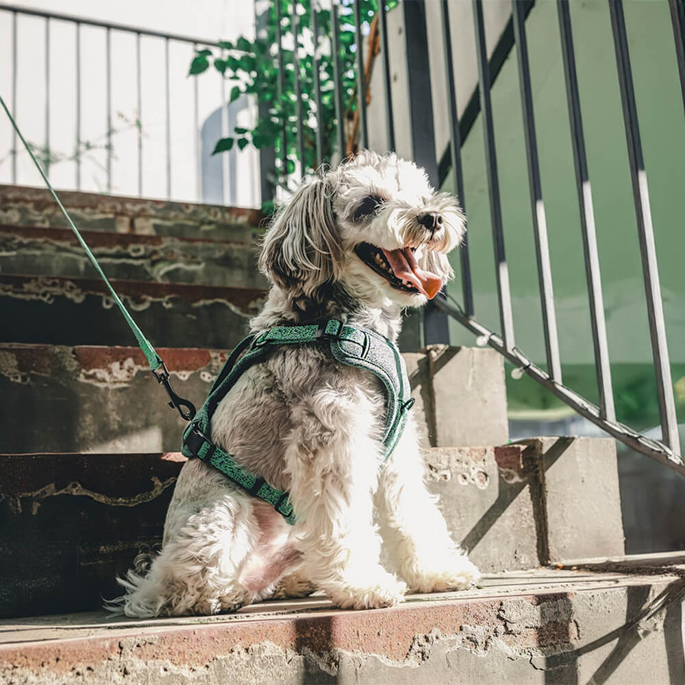 Recycled Fabric No-Pull Dog Harness/Lead
