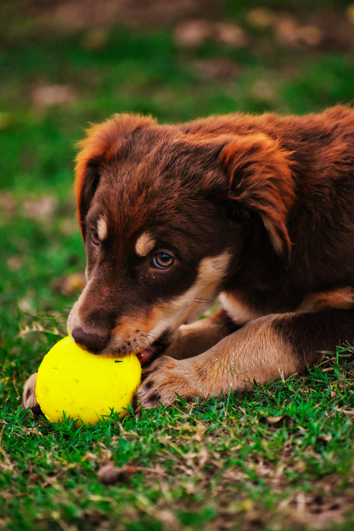 PET TOYS